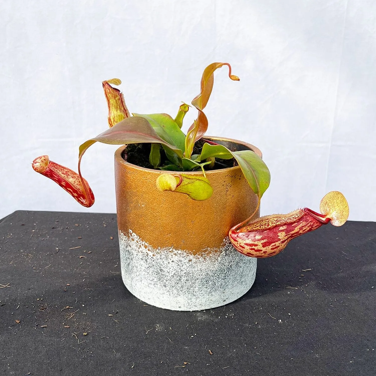 15 - 20cm Nepenthes Gaya In 12cm Pot Monkey Jars House Plant