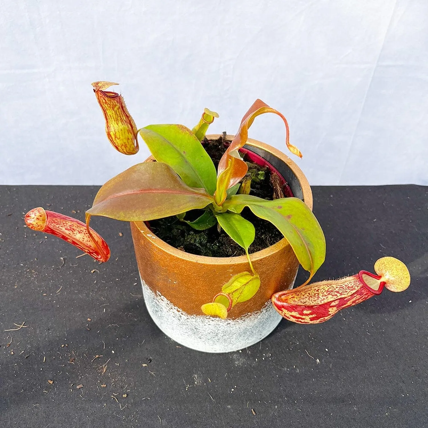 15 - 20cm Nepenthes Gaya In 12cm Pot Monkey Jars House Plant
