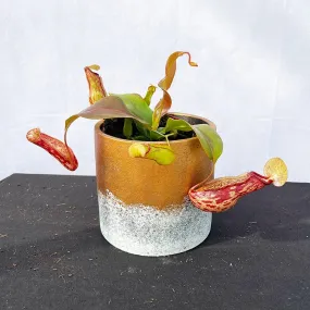 15 - 20cm Nepenthes Gaya In 12cm Pot Monkey Jars House Plant