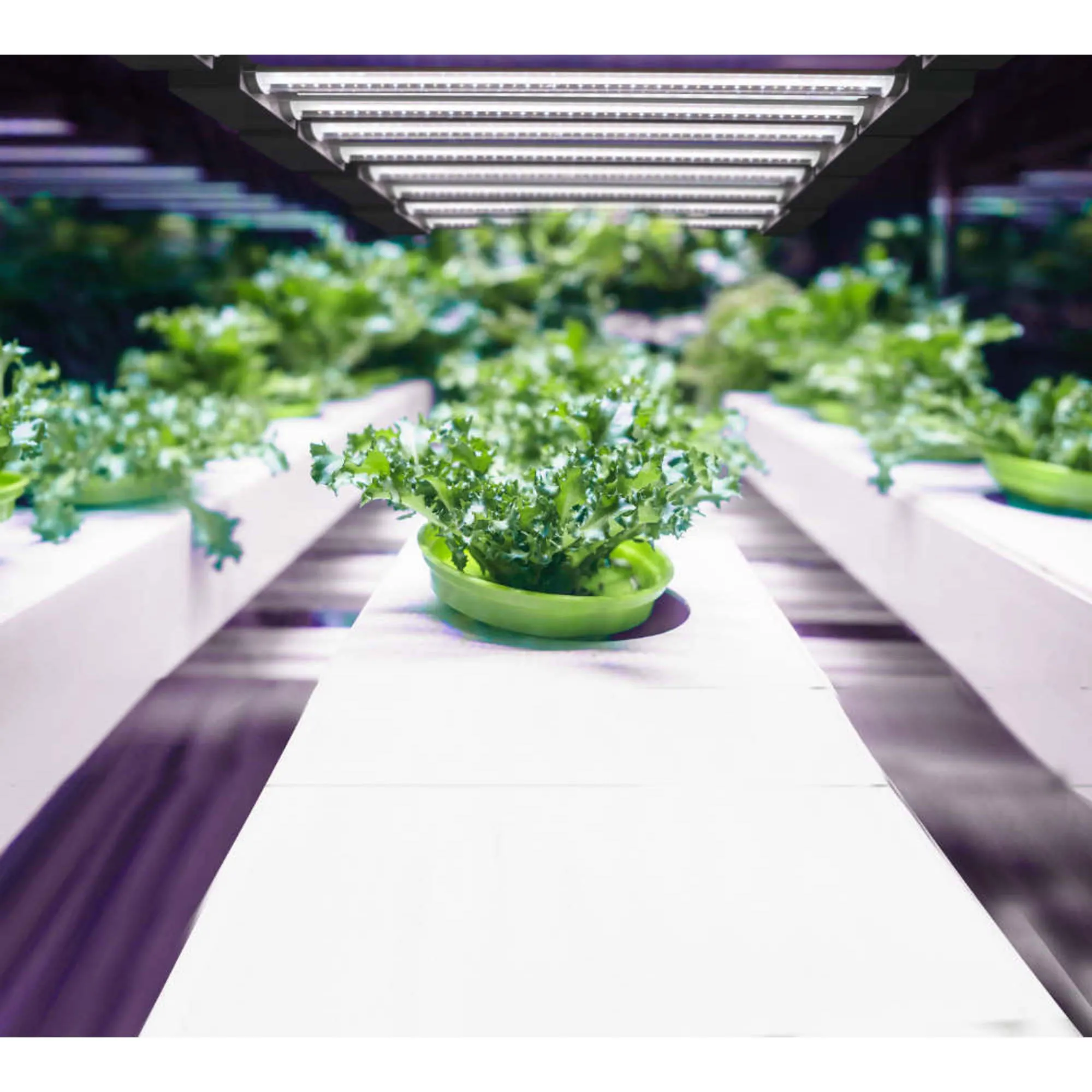 24 in. 24W Adjustable Spectrum LED Grow Light with Remote Control