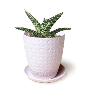 5" Virago Pot Shape B Pink