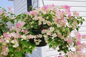 Aiden Gardens Bougainvillea Flower Plant 'Imperial Thai Delight' pink white Color Paper Flower 1 Healthy live plant