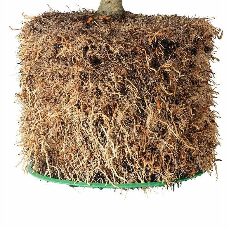 Air-Pot #5 Garden Container, 3.3 gal