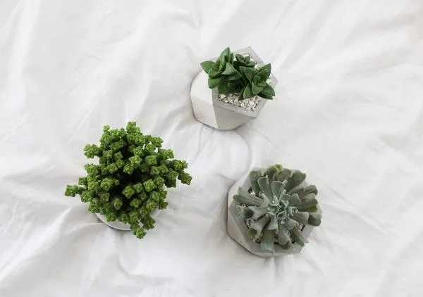 Big Hexagon Concrete Planter