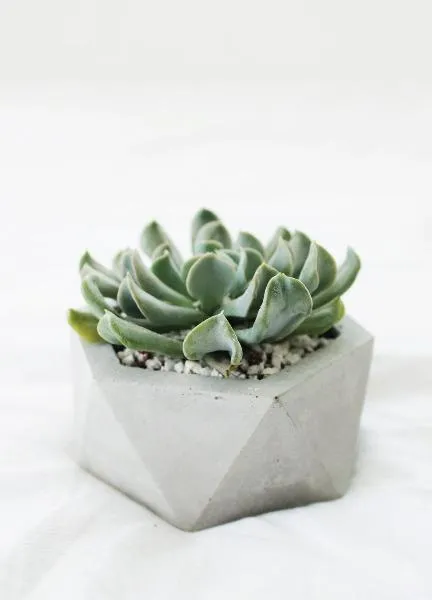 Big Hexagon Concrete Planter