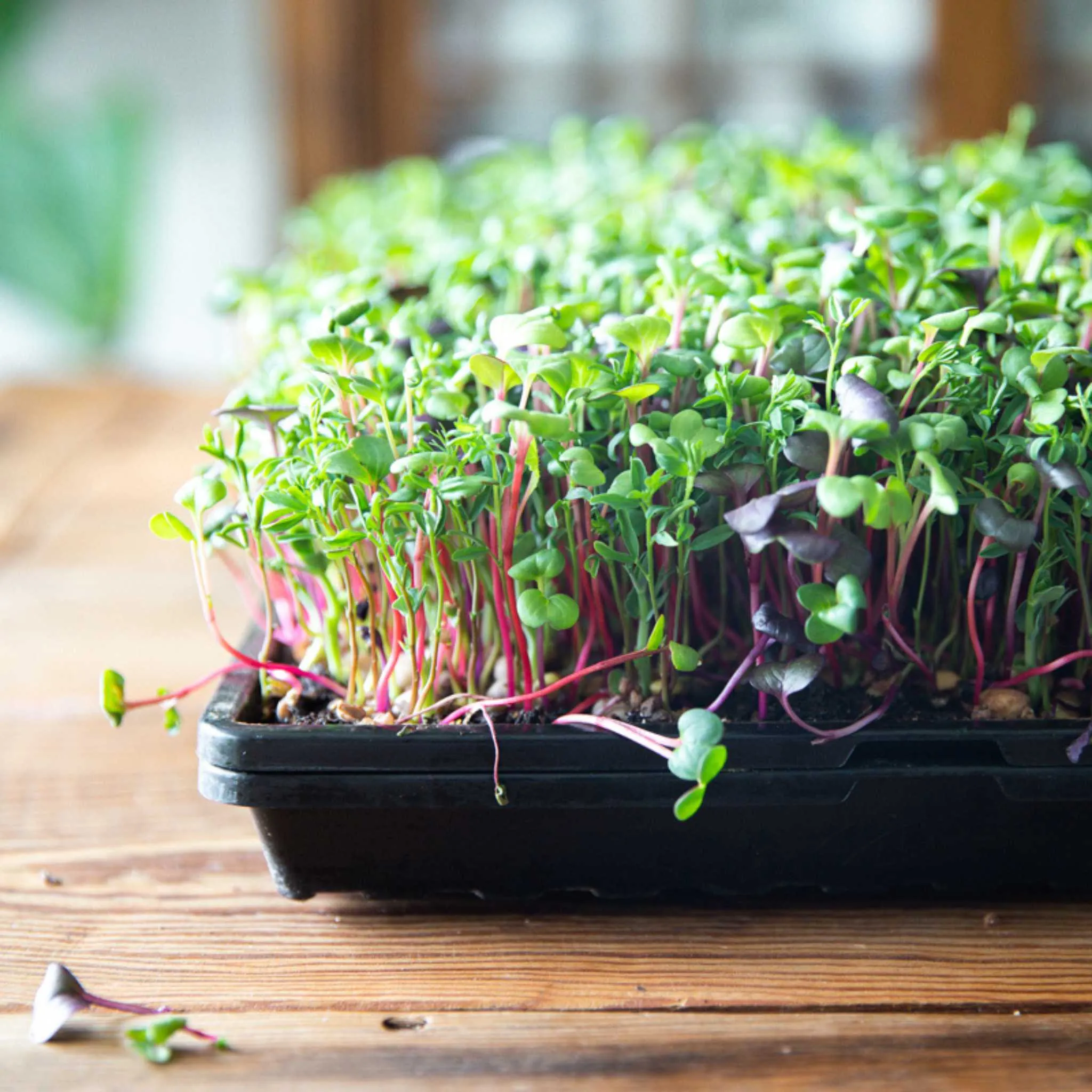 Bootstrap Farmer 1020 Shallow Extra Strength Microgreens Trays | With Holes