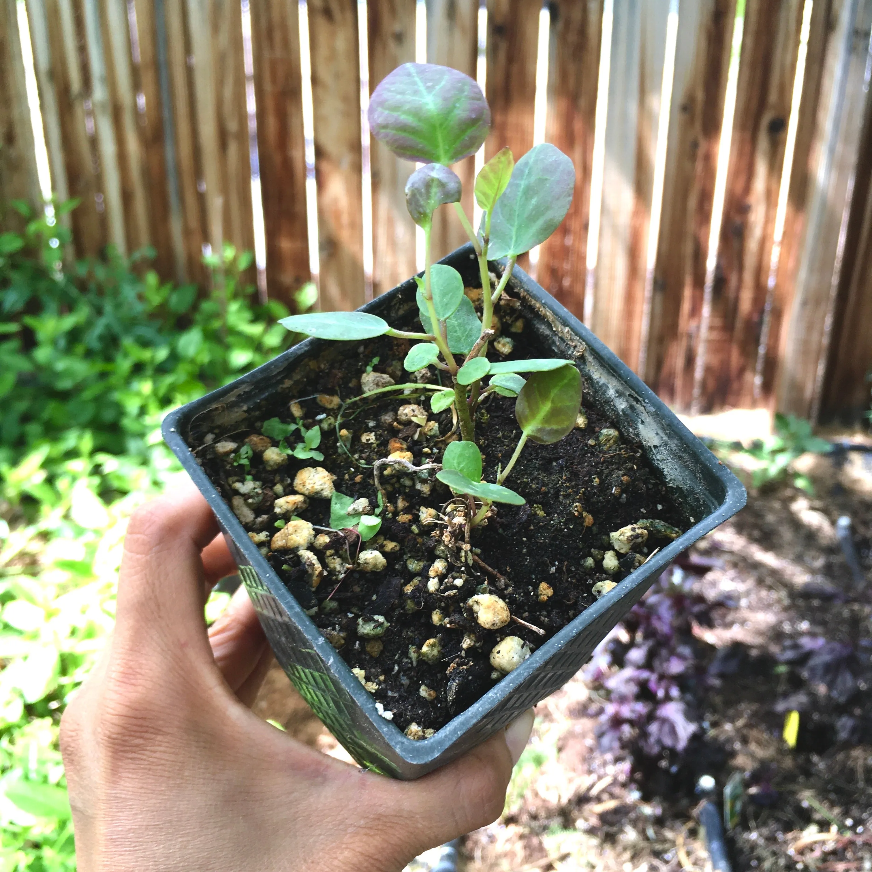 Caper Plant