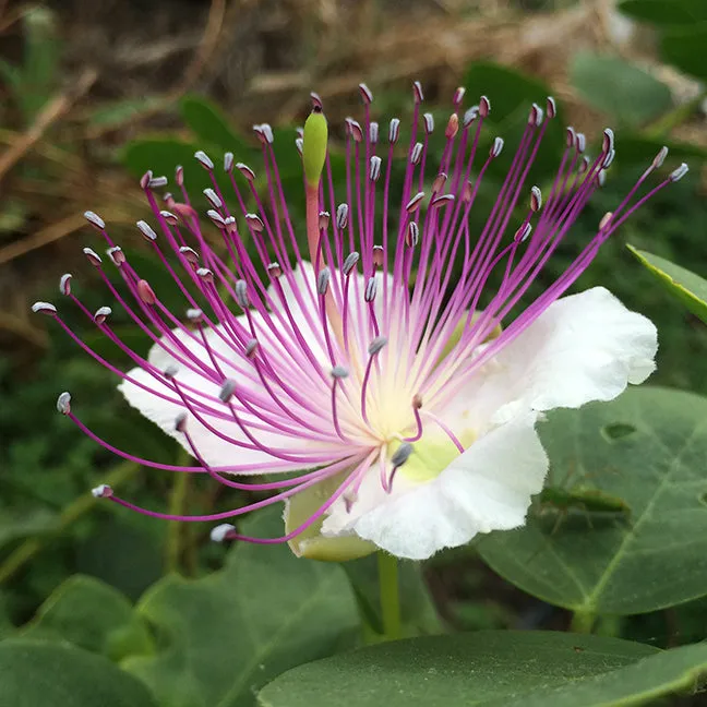 Caper Plant