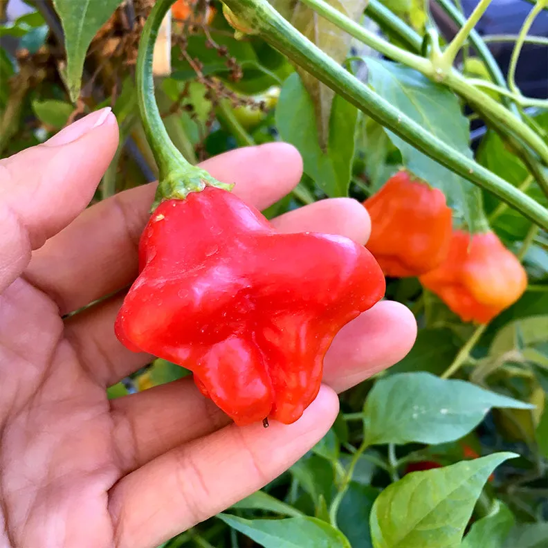 ChilliFlor Pepper Seeds