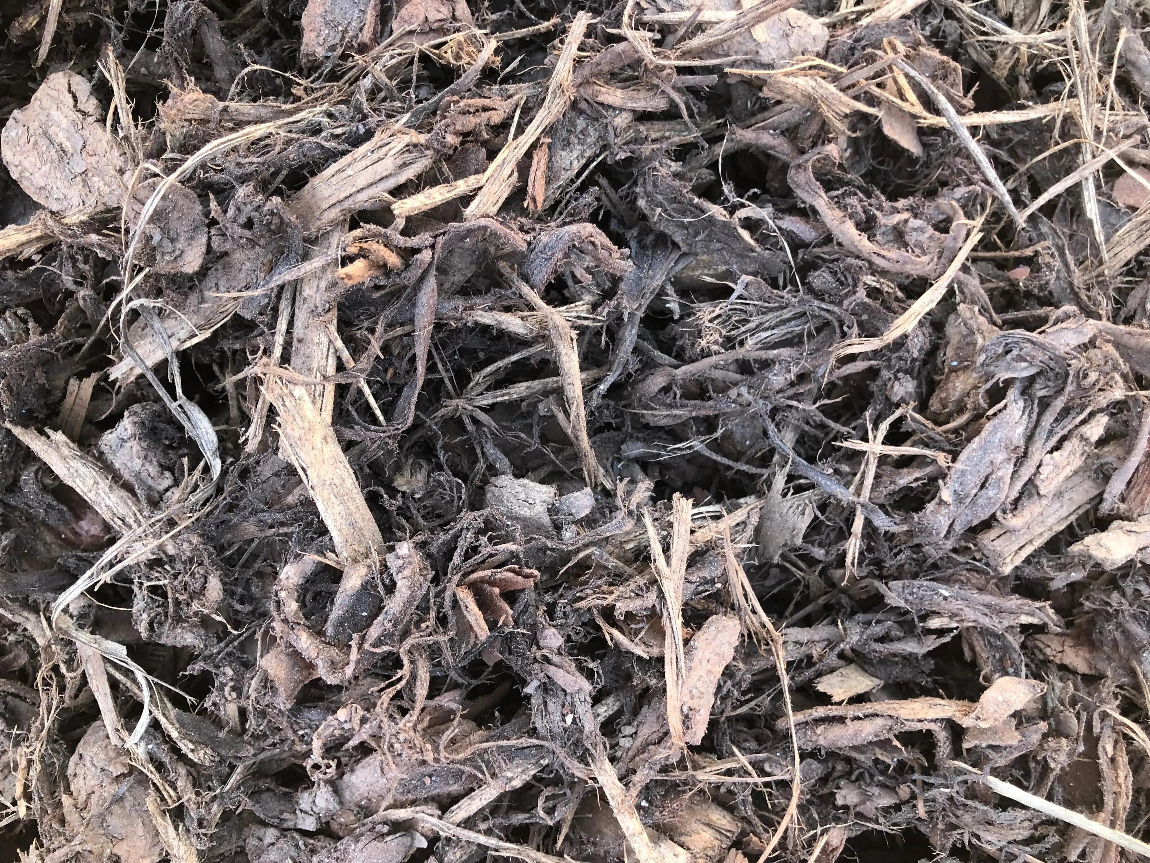 Coarse Cambium Bark
