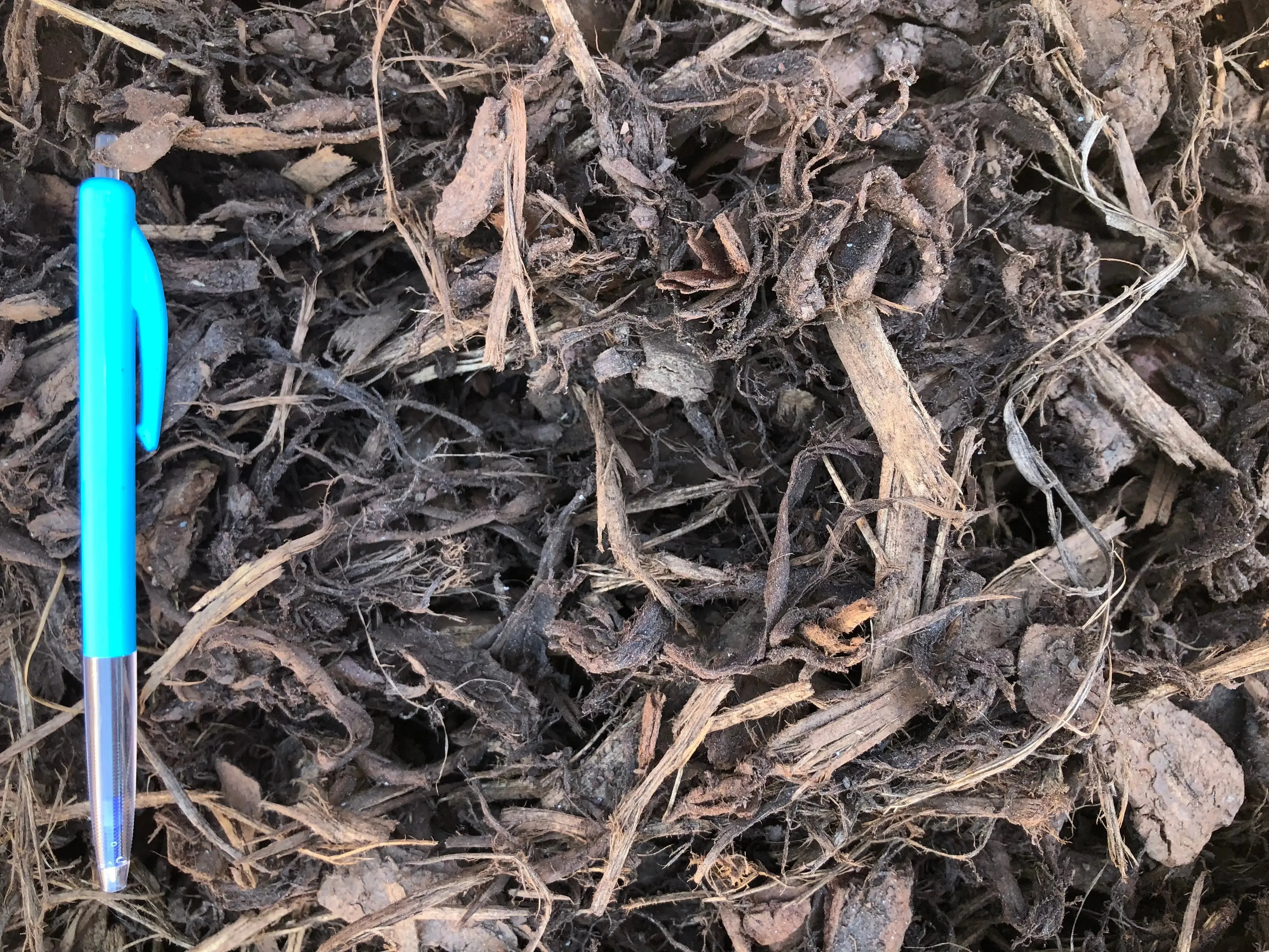 Coarse Cambium Bark