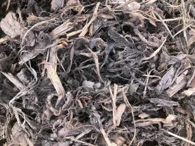 Coarse Cambium Bark