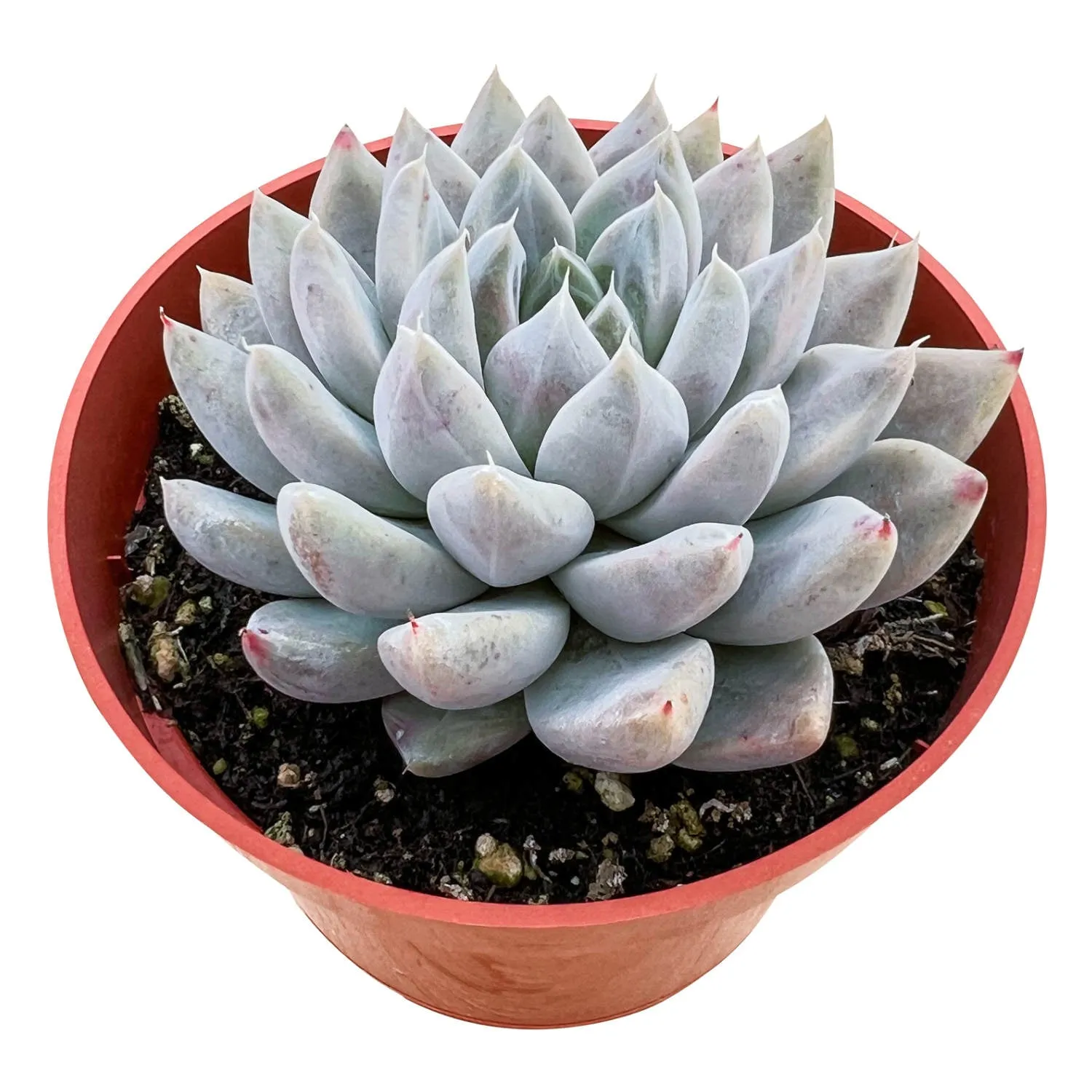 Echeveria 'Nebula' (4 inch)