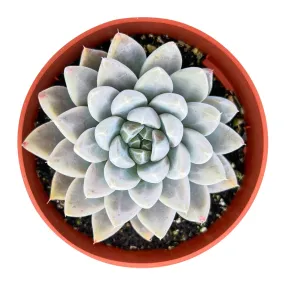 Echeveria 'Nebula' (4 inch)