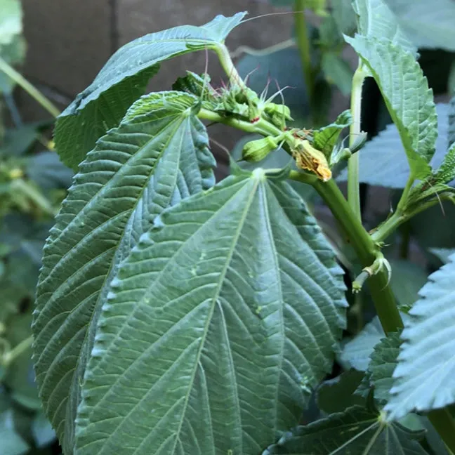 Egyptian Spinach Seeds