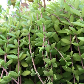 Gold Moss Cuttings
