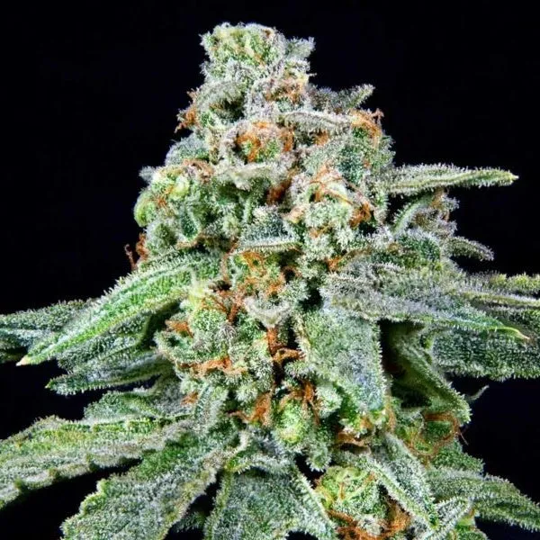 Grateful Seeds - 026