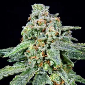 Grateful Seeds - 026