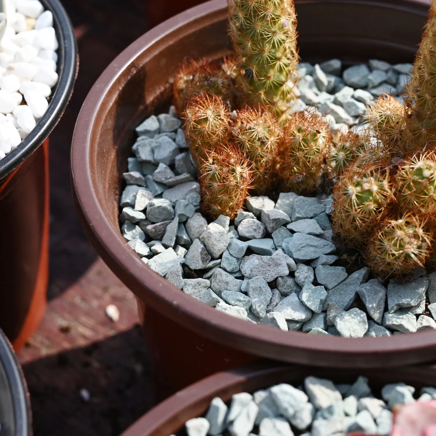 Green Zeolite Rocks for Succulents and Cactus Top Dressing, Soil Amendments