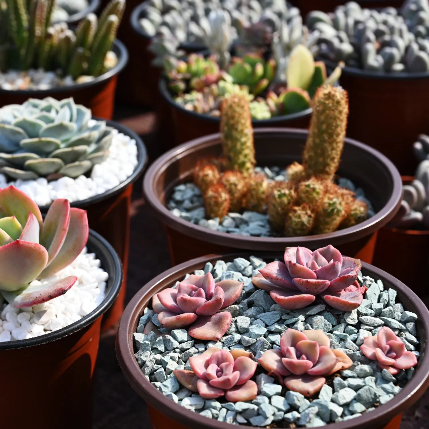 Green Zeolite Rocks for Succulents and Cactus Top Dressing, Soil Amendments