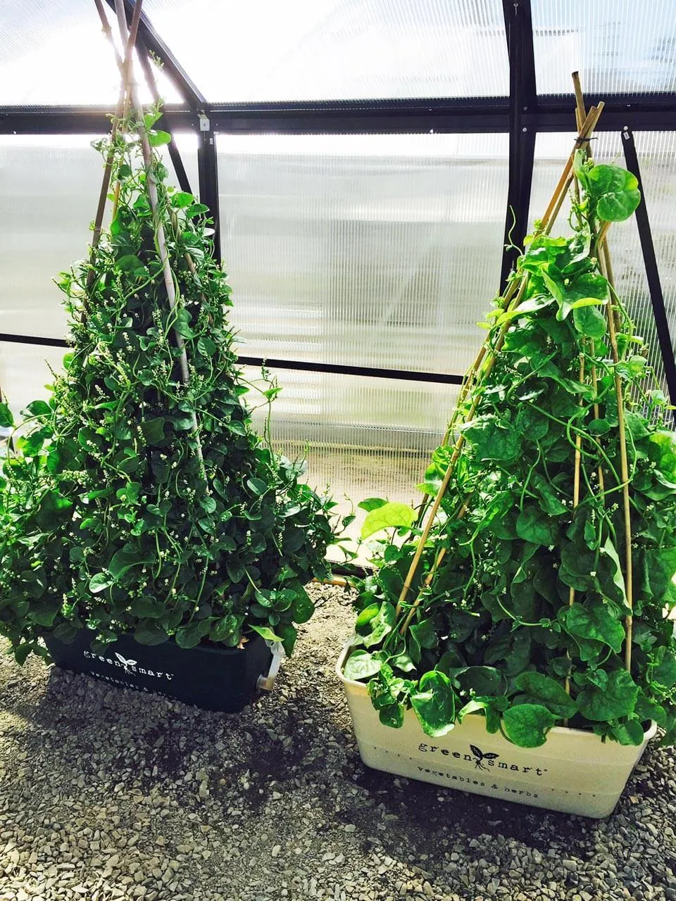 GreenSmart Pot- LARGE