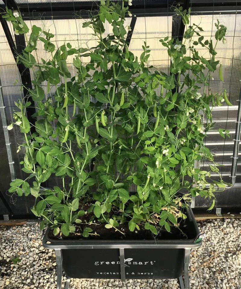 GreenSmart Pot- LARGE