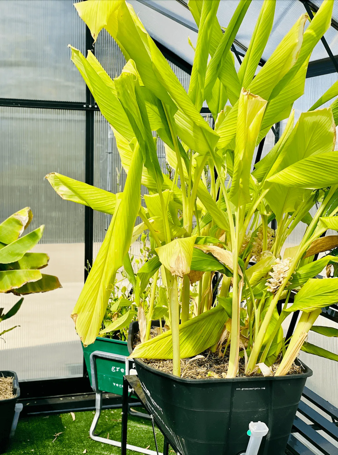 GreenSmart Pot- LARGE