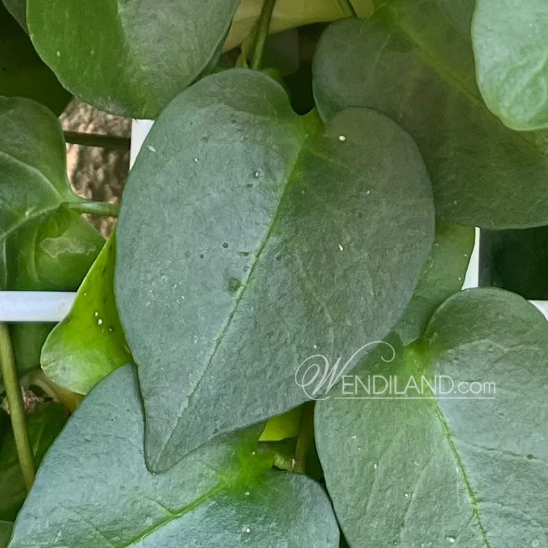 Madeira Heartleaf Vine