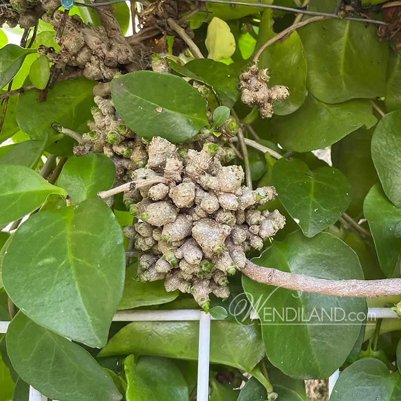 Madeira Heartleaf Vine