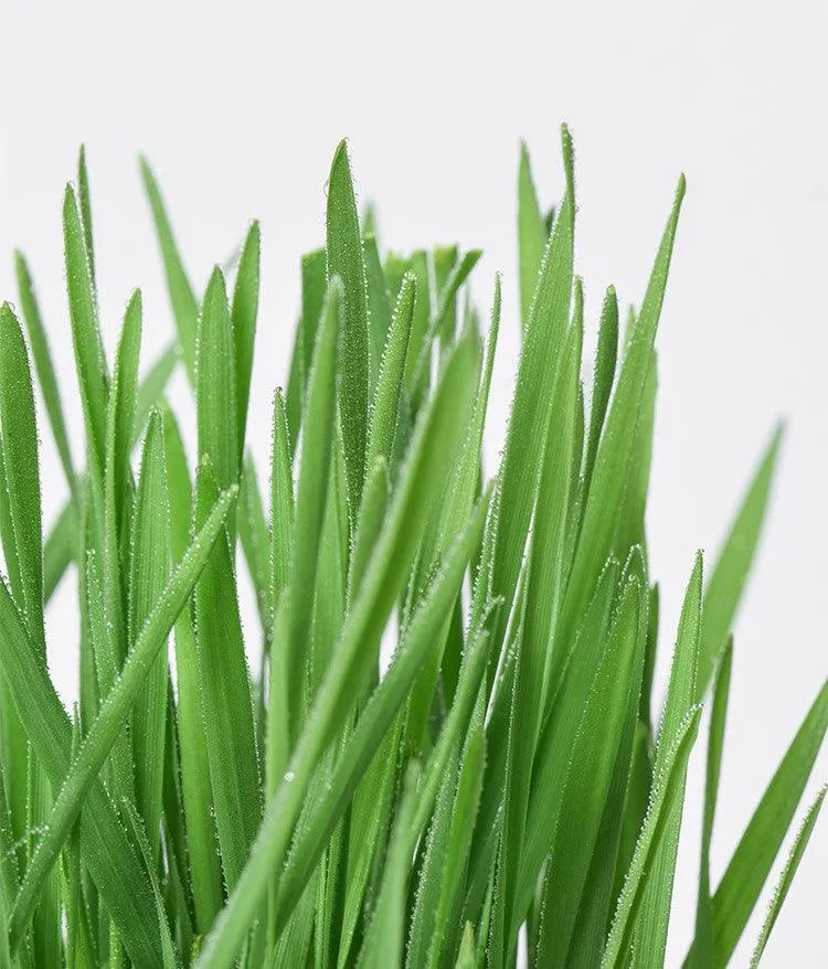 MICHU All-in-One Soil-Free Cat Grass Grow Kit with Australian Seed and Mulch, Made in Australia