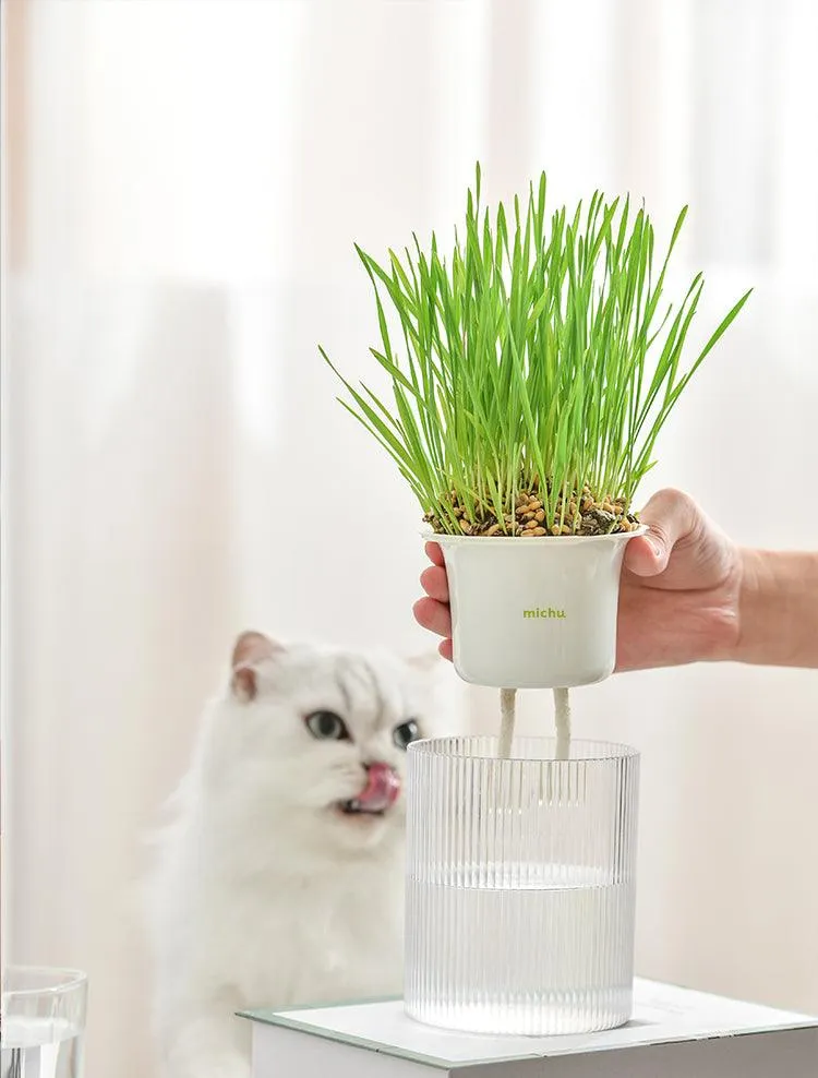 MICHU All-in-One Soil-Free Cat Grass Grow Kit with Australian Seed and Mulch, Made in Australia