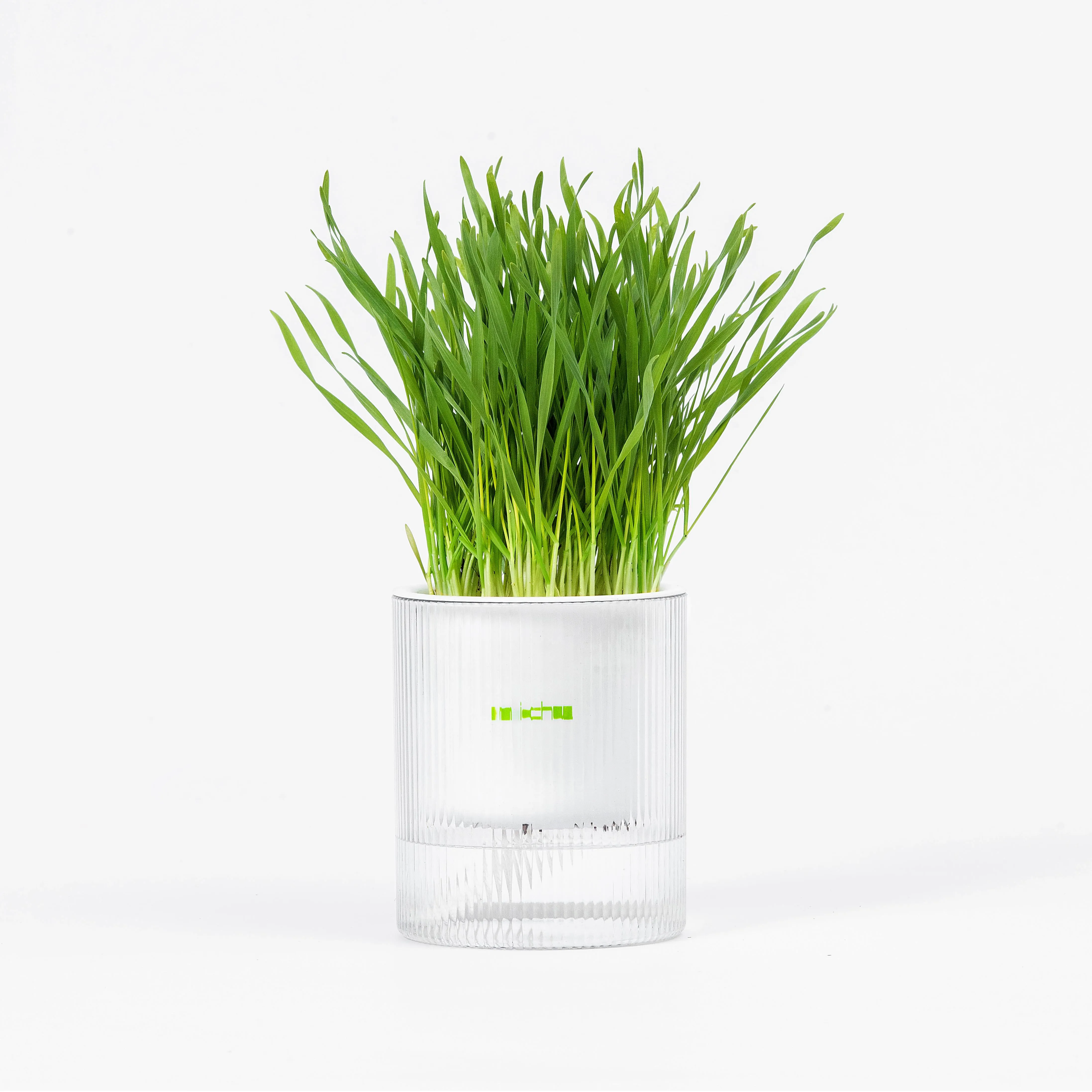 MICHU All-in-One Soil-Free Cat Grass Grow Kit with Australian Seed and Mulch, Made in Australia