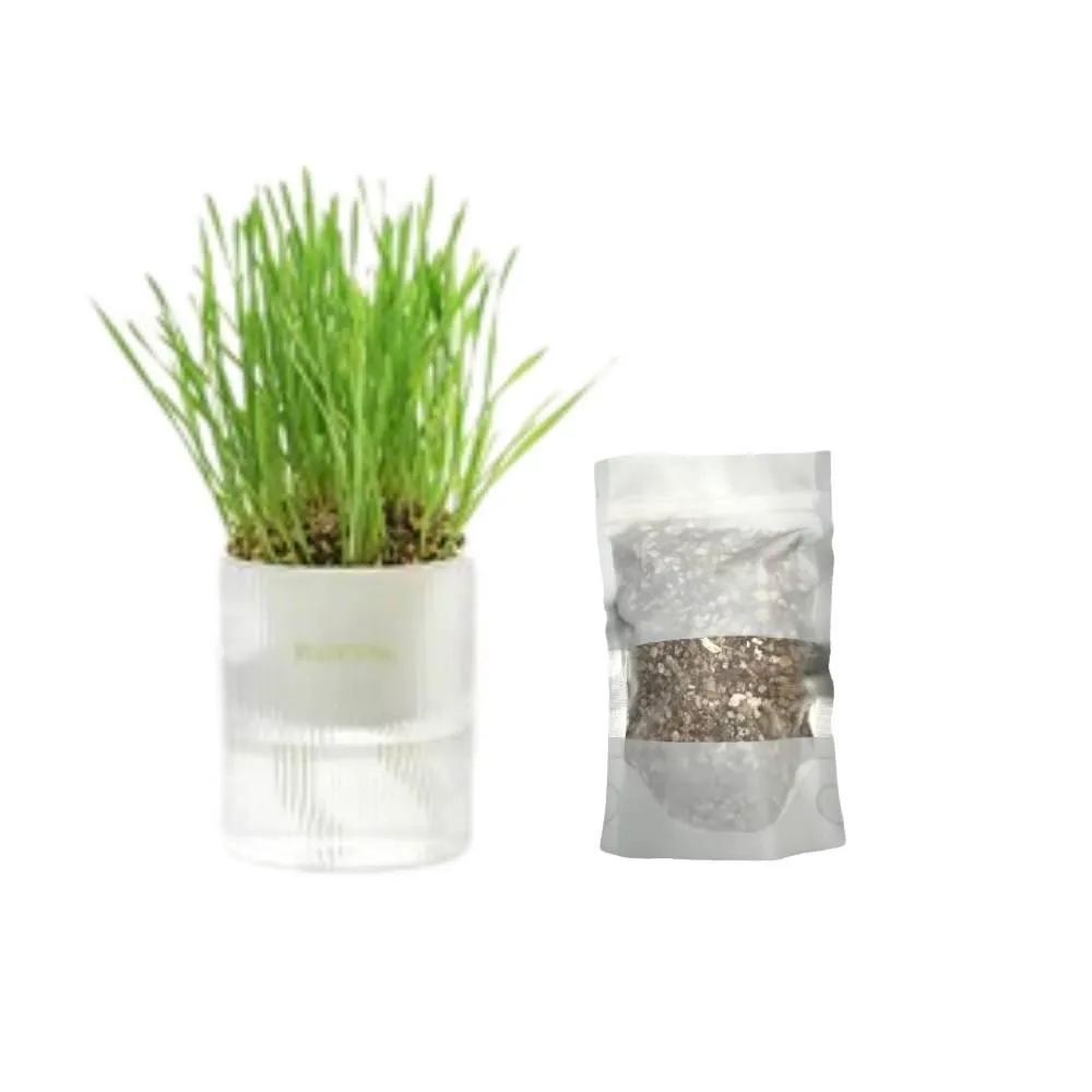 MICHU All-in-One Soil-Free Cat Grass Grow Kit with Australian Seed and Mulch, Made in Australia
