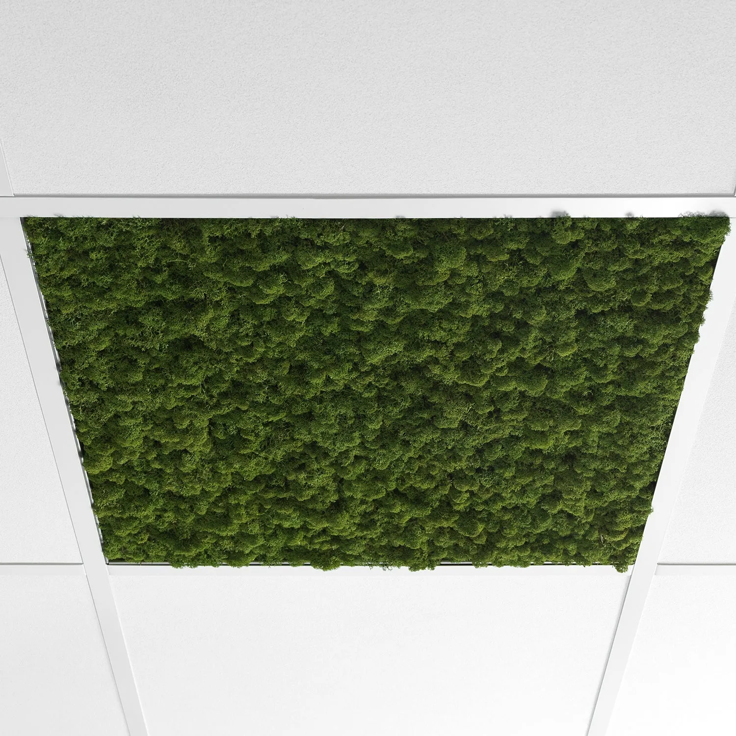 NORDGRÖNA CANOPY
