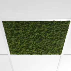 NORDGRÖNA CANOPY