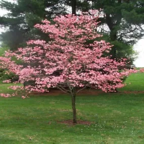Pink Dogwood