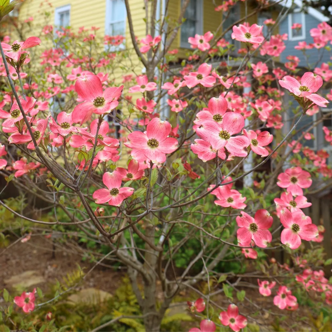 Pink Dogwood