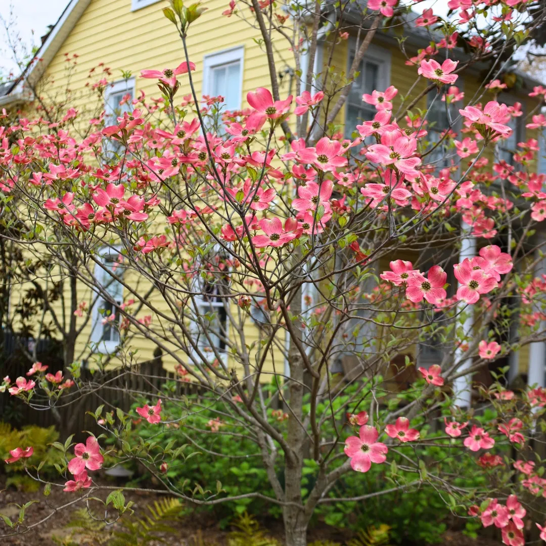 Pink Dogwood