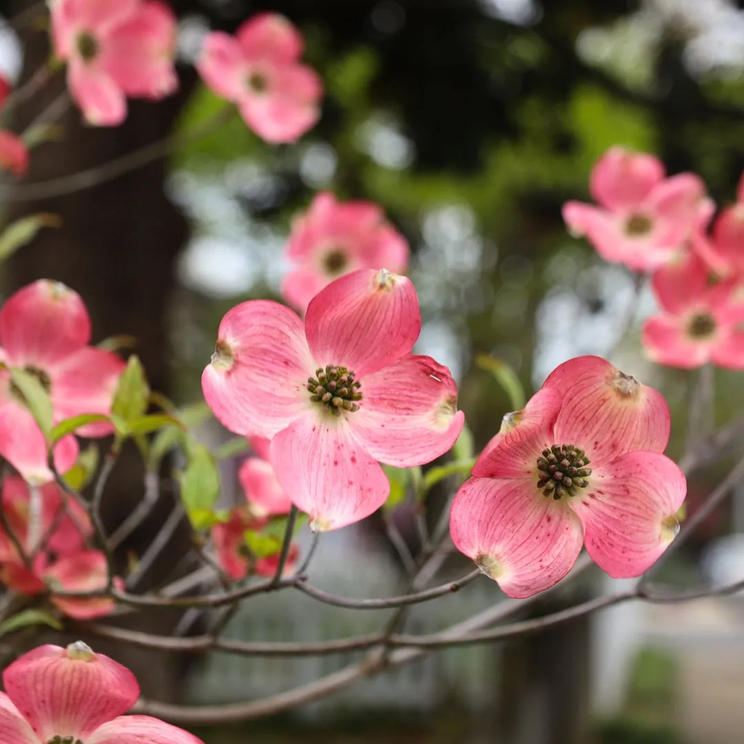 Pink Dogwood