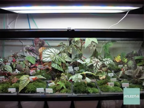 PRO-1 PROFESSIONAL LED LIGHTING SYSTEM