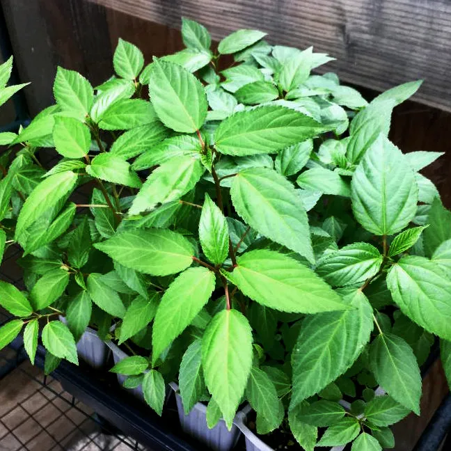 Red Stem Egyptian Spinach Seeds *Rare*